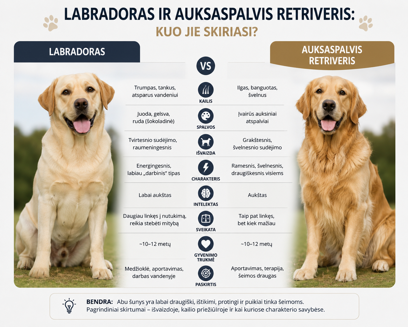 Labradoras ir retriveris