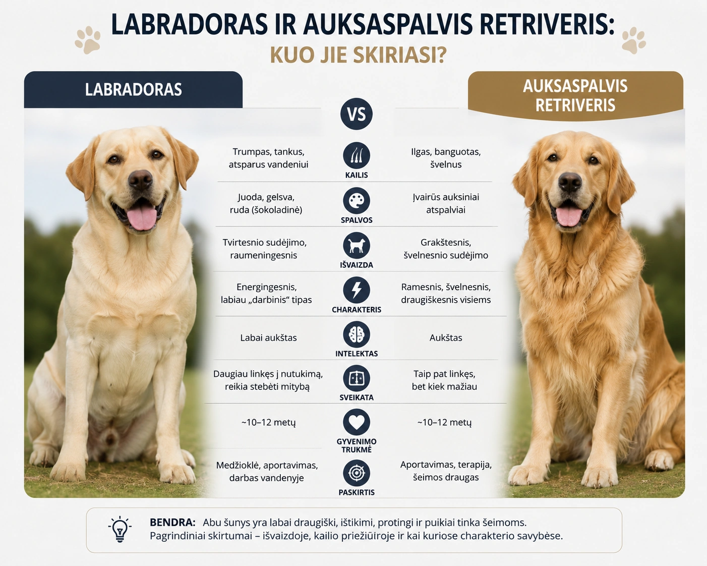 Labradoras ir retriveris
